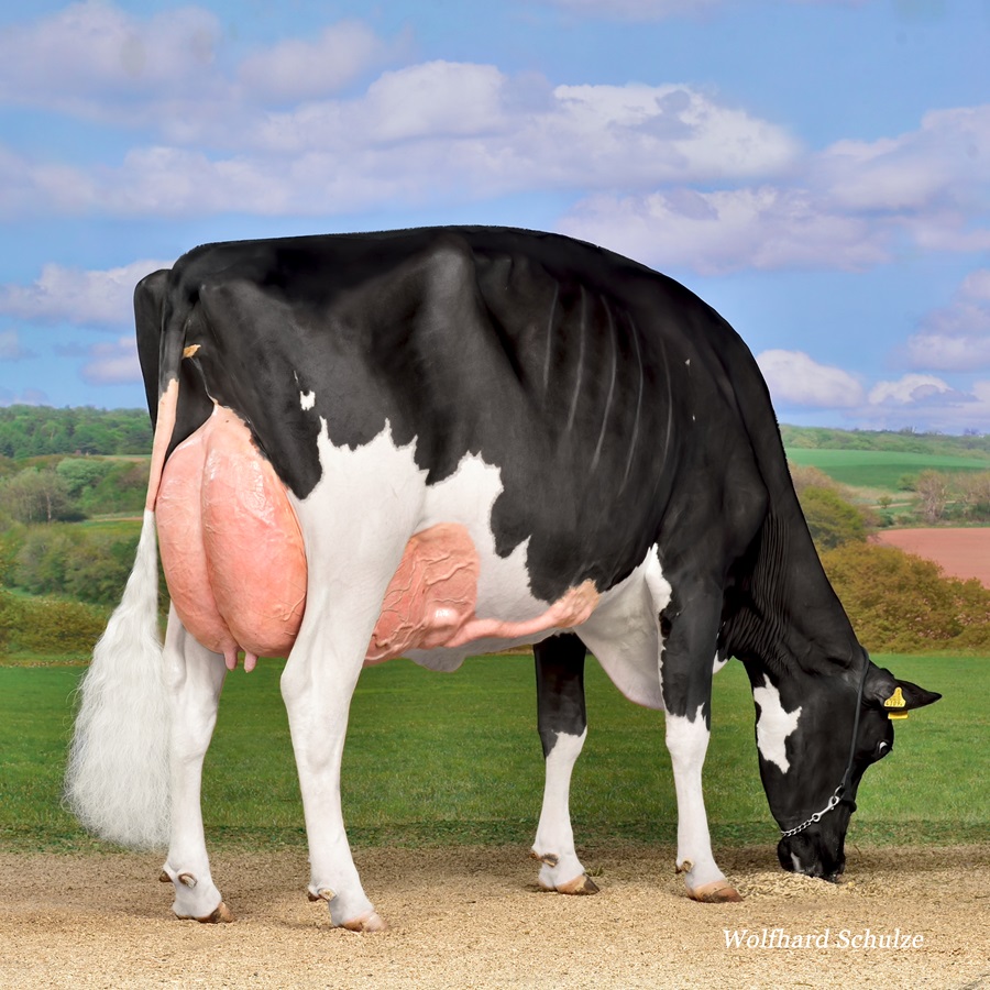 Duckett-Sa Windbrook FAME