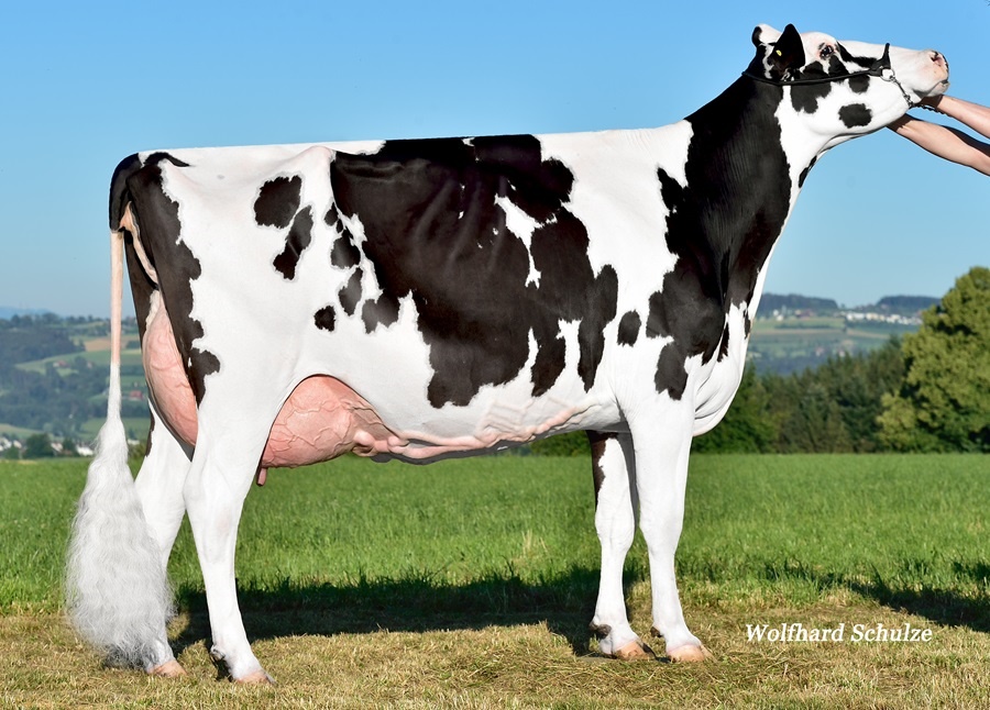 Ruegruet Braxton ARIEL