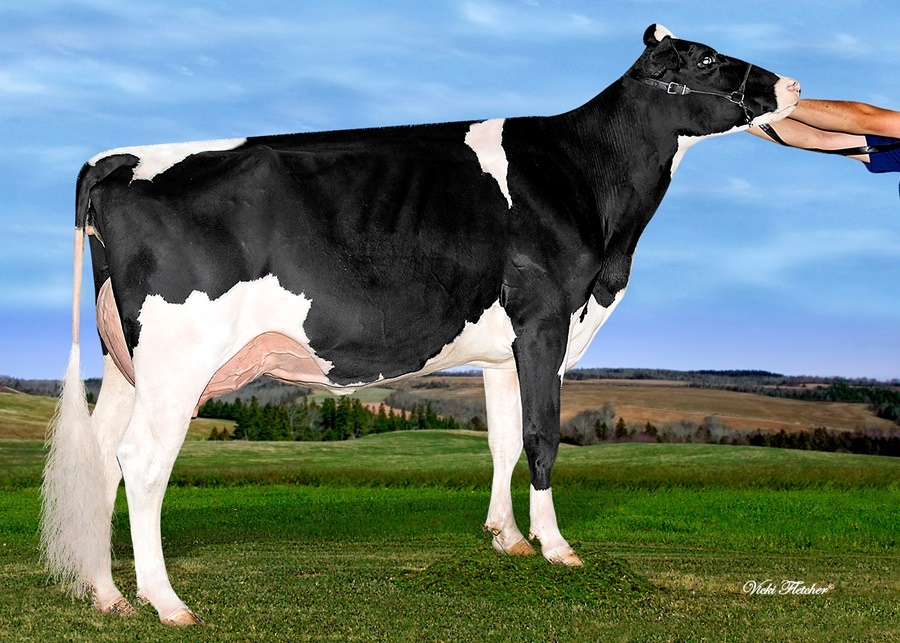 Willowhaven Goldwyn BLISS